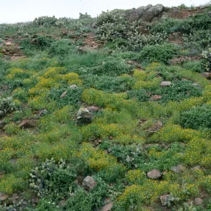 San Clemente Island, Eschscholzia ramosa, Middle Ranch Canyon