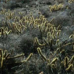 San Clemente Island, Bergerocactus emoryi, just West of Pyramid Canyon