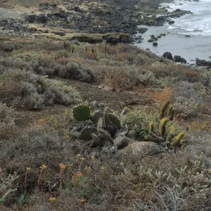 Dudleya wirens habitat