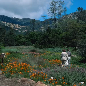SBBG Meadow