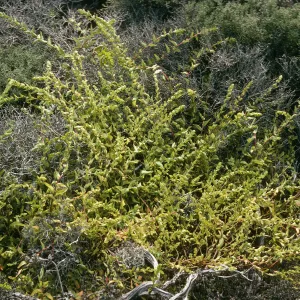 West San Benito Island, Aphanisma blitoides, North flats