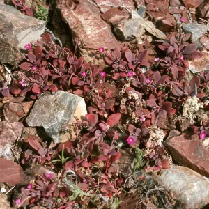 West San Benito Island, Calandrinia maritima, Northwest side