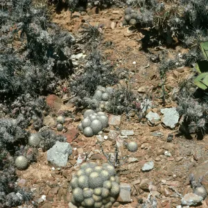 West San Benito Island, vegetation: Agave (Century Plant), Mammillaria(Fishhook Cactus), Opuntia (Prickly-pear), Southwest side
