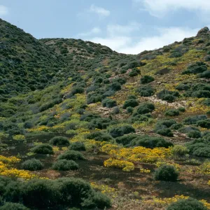West San Benito Island, Hemizonia streesii, North of lighthouse,, Northwest side of island