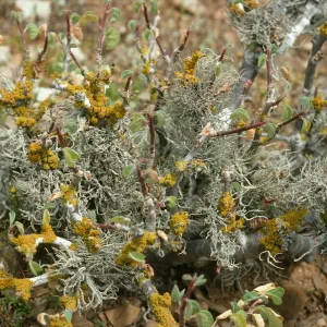 West San Benito Island, lichens on Euphorbia, trail, East of lighthouse