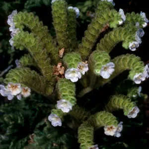 San Martin Island, Phacelia ixodes