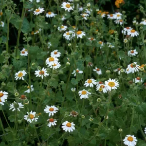 San Martin Island, Amauria rotundifolia, Southeast end