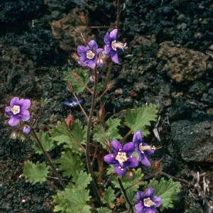 San Martin Island, Phacelia parryi