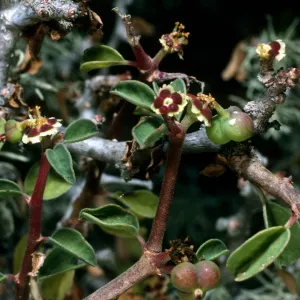 San Martin Island, Euphorbia misera