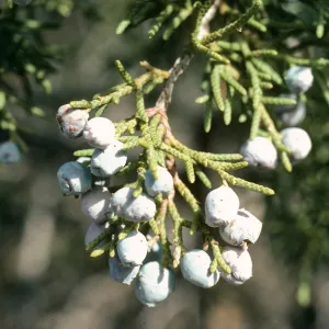 Juniperus californica, Rose Valley, Ventura County