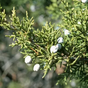 Juniperus californica, Rose Valley, Ventura County