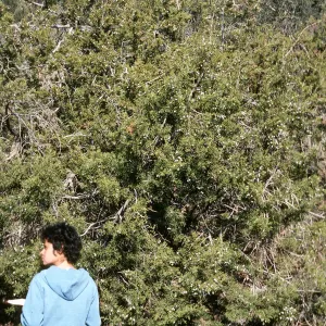Juniperus californica, Rose Valley, Ventura County
