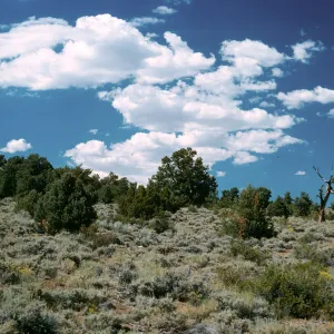 pinyons/junipers, Westgard Pass
