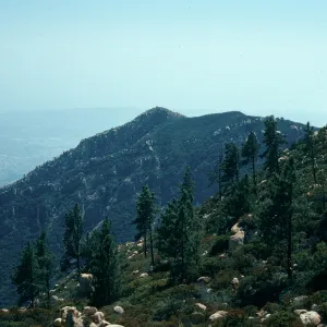 Pinus coulteri, North side of La Cumbre Peak, from West Camino Cielo
