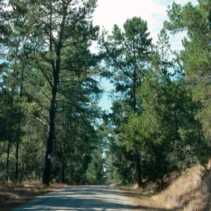 Pinus radiata, Bridge Road, Cambria