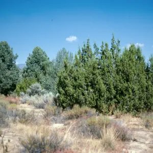 Juniperus californica, Pinus monophylla, Lockwood Valley
