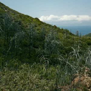 Lions Den, burned Cupressus sargentii