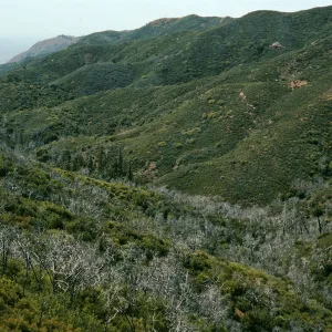 Lions Den, burned Cupressus sargentii, North facing slopes, above Villa Creek
