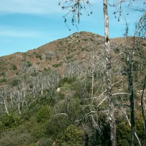 burned Cupressus sargentii, Lions Den, North of Peak #3205