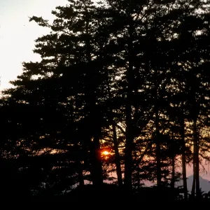 sunset thru Cupressus sargentii, Cuesta ridge