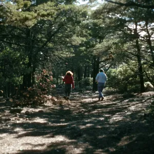 Cupressus sargentii, Cuesta ridge