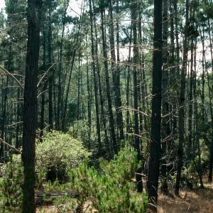 Pinus radiata, Bridge Road, Cambria
