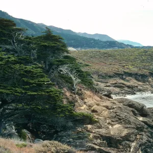Cupressus macrocarpa, Point Lobos