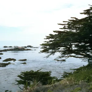 Cupressus macrocarpa, Point Lobos