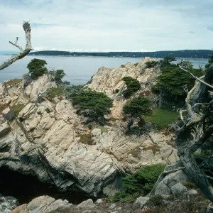 Cupressus macrocarpa, Point Lobos