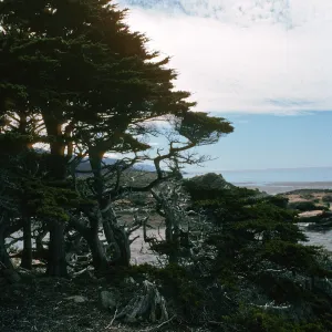 Cupressus macrocarpa, Point Lobos