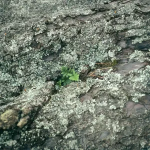 Guadalupe Island, Polypodium on trunk of living pine