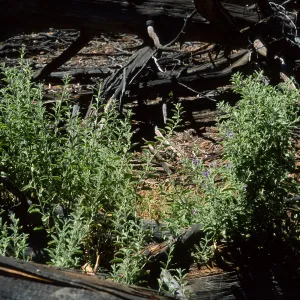 Guadalupe Island, Solanum clokeyi, Cypress Grove