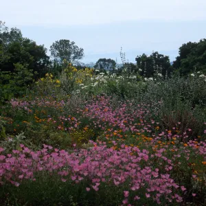 Upper end of meadow, SBBG