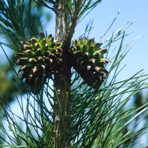 Santa Cruz Island, Pinus muricata, Pelican-Prisoners Trail