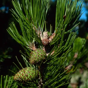 Santa Cruz Island, Pinus remorata, Christy Pines