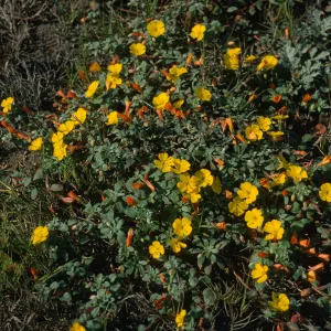 Camissonia cheiranthifolia, Christy Beach