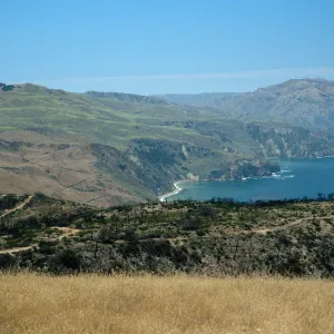 Santa Cruz Island, China Pines, after burn of December, 1994