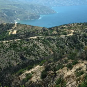 Santa Cruz Island, China Pines, after fire of December, 1994