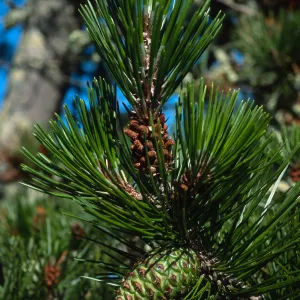 Pinus remorata, Christy Pines