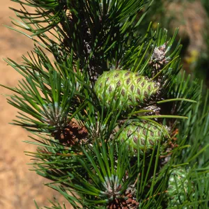 Pinus remorata, Christy Pines