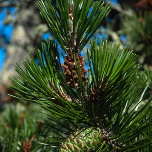 Pinus remorata, Christy Pines