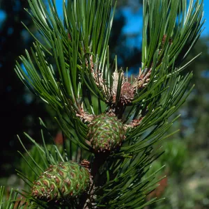Santa Cruz Island, Pinus remorata, Christy Pines
