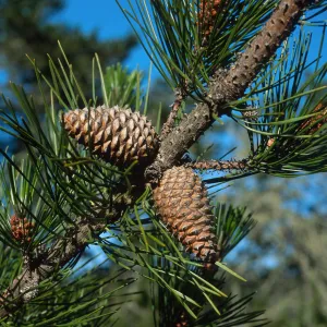 Pinus remorata, Christy Pines