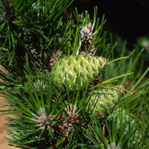 Pinus remorata, Christy Pines