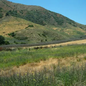 Foeniculum, near Stanton Ranch airfield