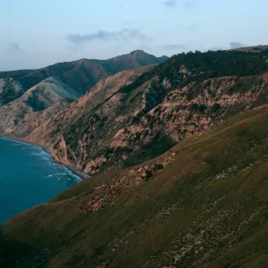 Santa Cruz Island, China Pines at dusk