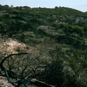 Santa Cruz Island, China Pines, after fire of December, 1994