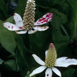 Santa Cruz Island, Anemopsis californica, Prisoners Harbor