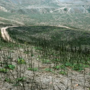 Santa Cruz Island, Foeniculum, 1990 burn, China Harbor