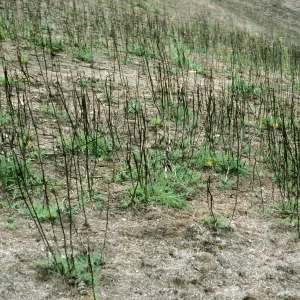 Santa Cruz Island, Foeniculum, 1990 burn, China Harbor